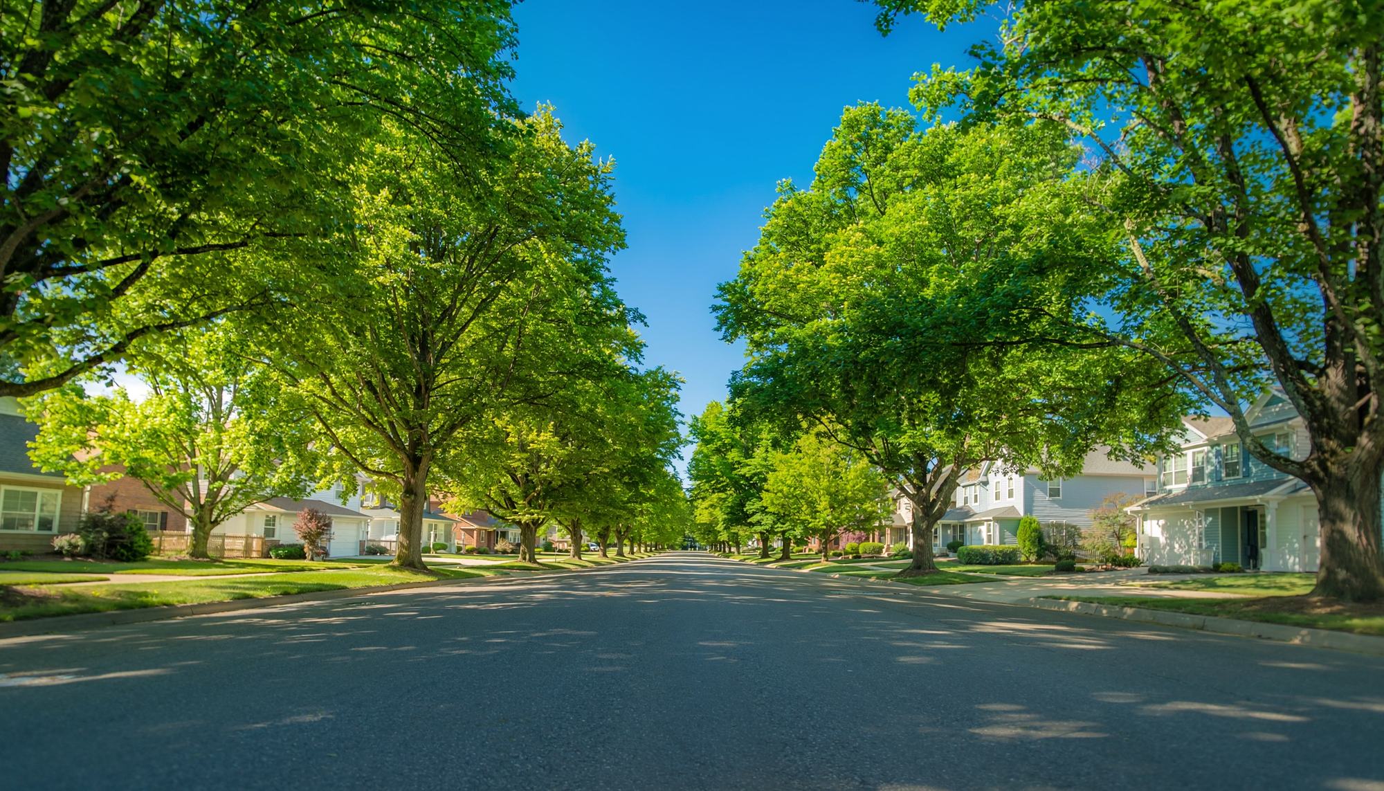 A tree-lined residential street